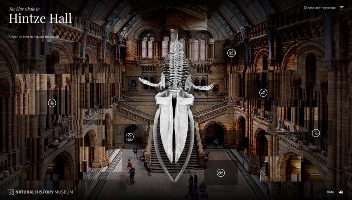 AKQA’s Potato unveils Blue Whale project for The Natural History Museum