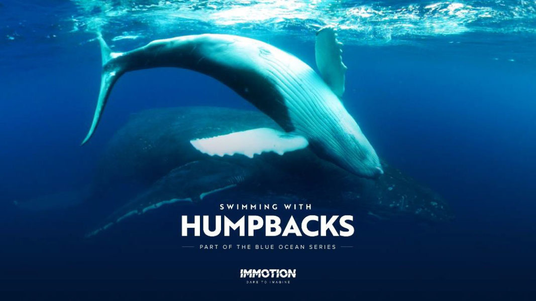 Immotion releases World first “Swimming with Humpback Whales” VR